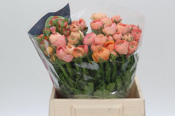 <h4>Ranunculus Elegance Salmon A1</h4>