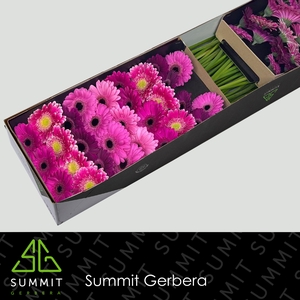 Germini Mix Purple Doos