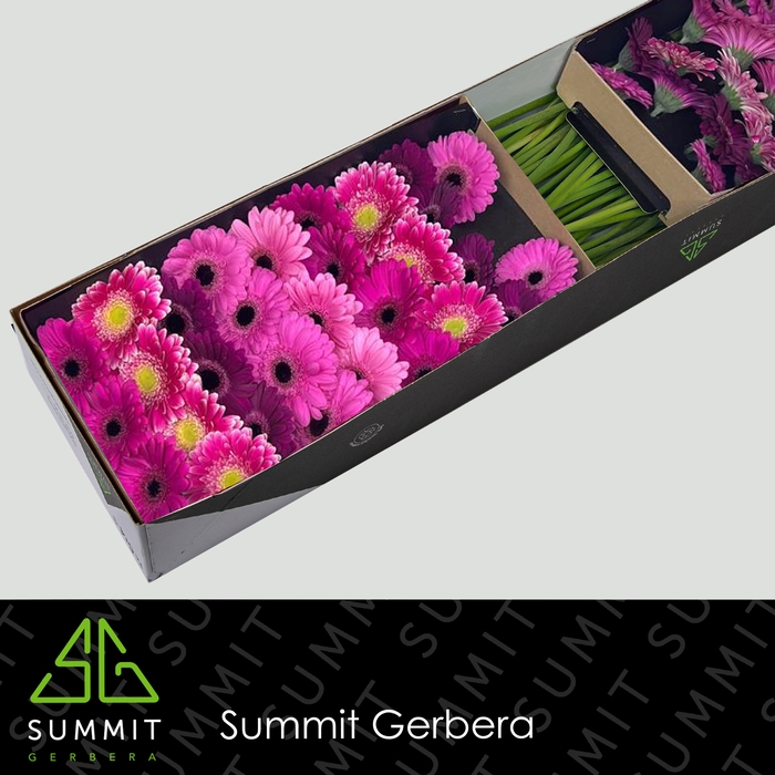 <h4>Germini Mix Purple Doos</h4>
