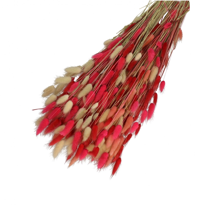 <h4>Promo Lagurus mix 65cm 100g</h4>