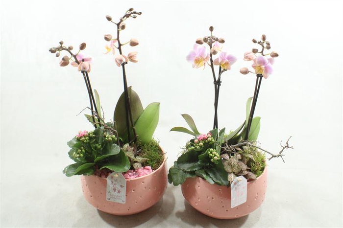 <h4>C098 SOPHIA SOFT PINK</h4>