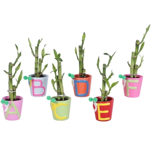 Lucky Bamboo Toef in Ceramic Pot ABC Ø07cm