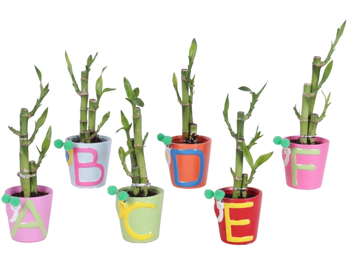 <h4>Lucky Bamboo Toef in Ceramic Pot ABC Ø07cm</h4>