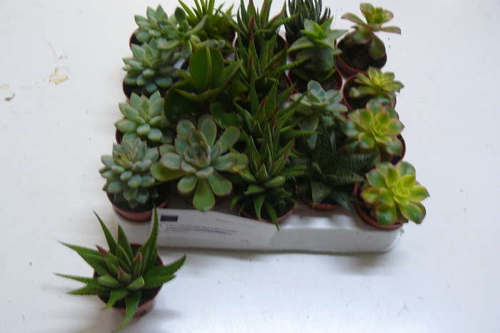 <h4>SUCC GEM 6 SRT</h4>