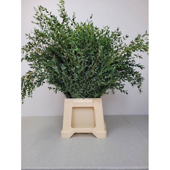 <h4>EUC PARVIFOLIA PB</h4>