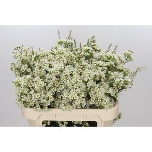 Chamelaucium Ivory Pearl