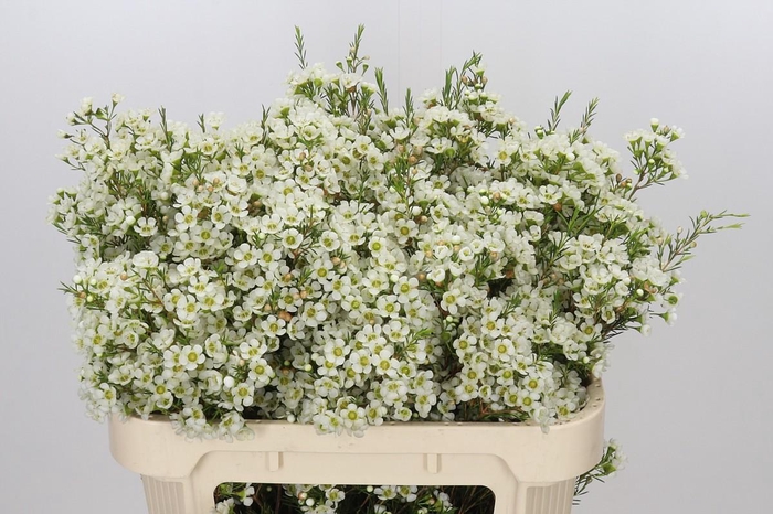 <h4>Chamelaucium Ivory Pearl</h4>
