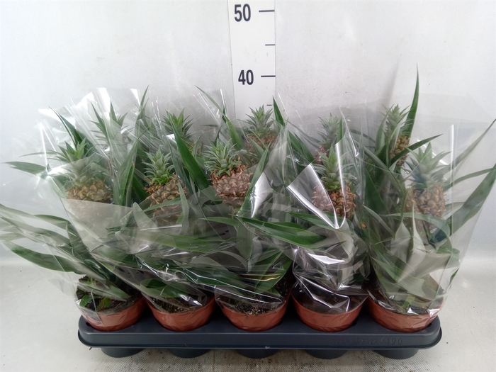 <h4>Ananas  'Rosita'</h4>