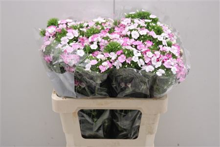 <h4>Dianthus Br Am Rose Magic</h4>