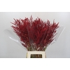 Bromelia Red Paloma