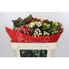 Hypericum Rainbow Romance Spray