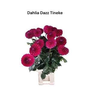 Dahl Dazz Tineke