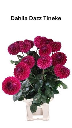 <h4>Dahl Dazz Tineke</h4>