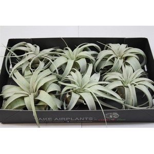 Dec Tillandsia Xerographica 6