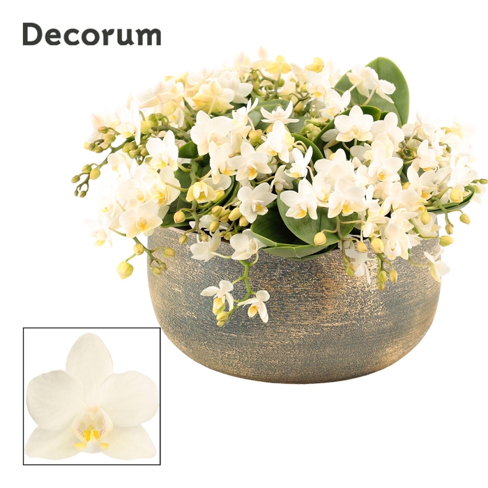 <h4>Ciro table 16+ tak symphony Whitney (Deco-collection)</h4>