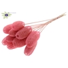 Luffa Mini on stem Light Pink