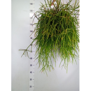 Rhipsalis   ...