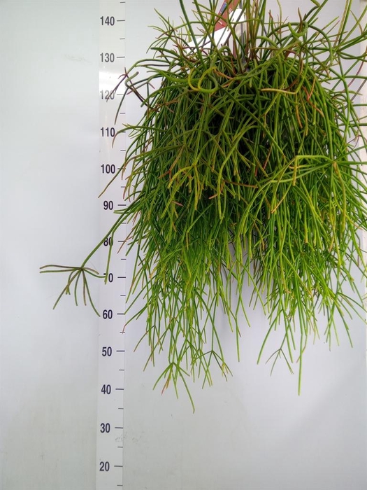 <h4>Rhipsalis   ...</h4>