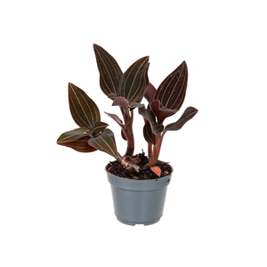 LUDISIA P08