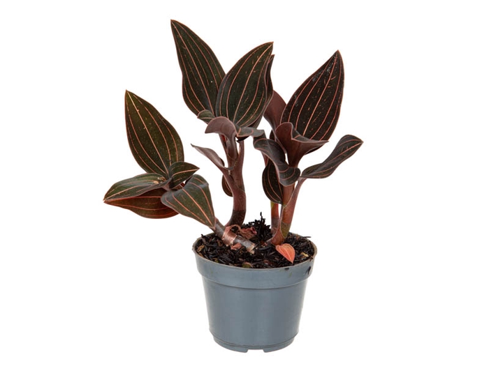 <h4>LUDISIA P08</h4>