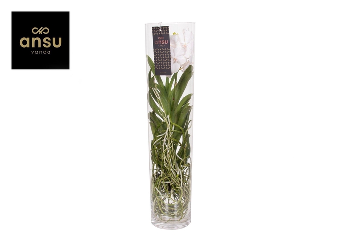 <h4>Vanda Michelle 70 White</h4>