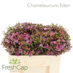 Chamelaucium Eden