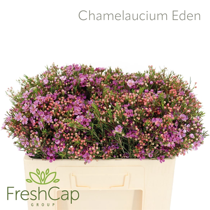 <h4>Chamelaucium Eden</h4>