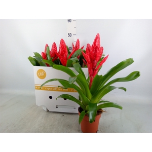 Vriesea poelmanii