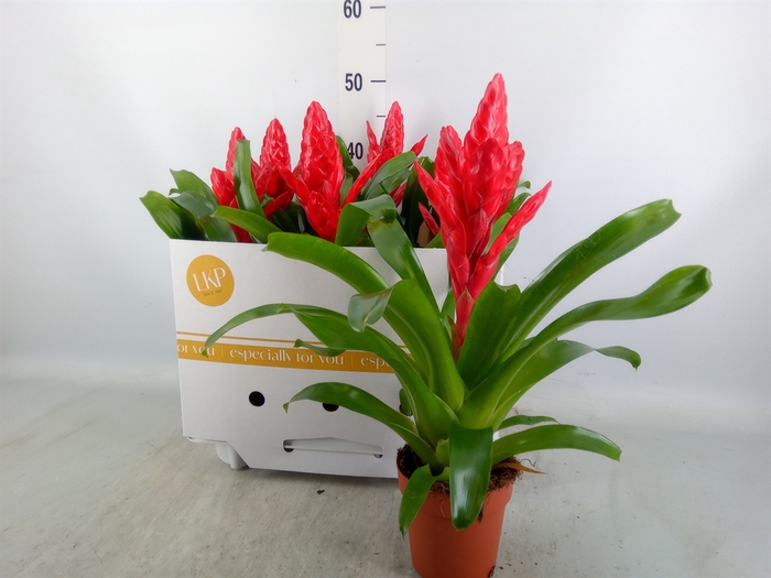 <h4>Vriesea poelmanii</h4>