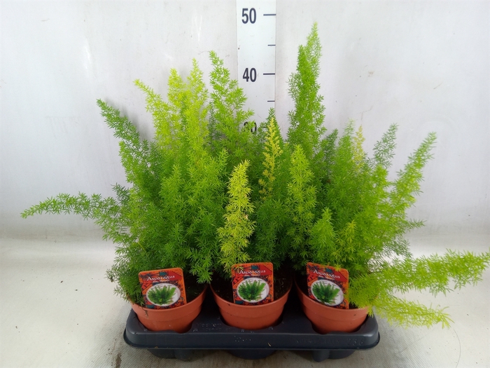 <h4>Asparagus dens. 'Meyers'</h4>