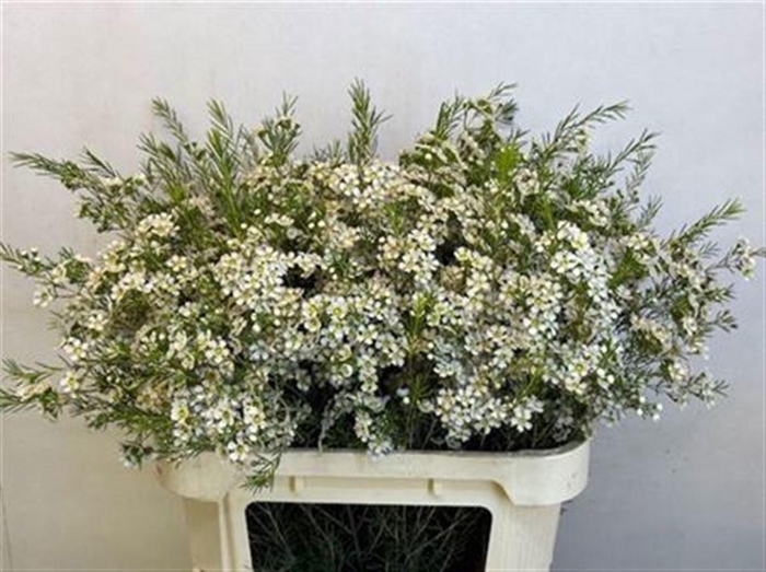 <h4>CHAME UN OFIR</h4>