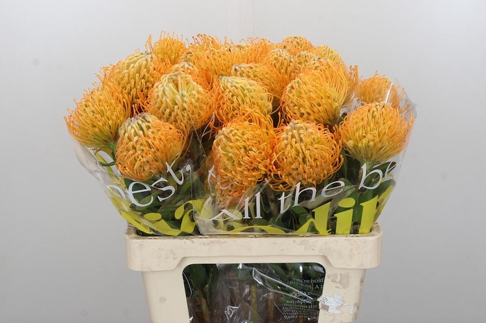 <h4>Nutans Jelena</h4>