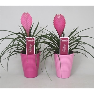 Tillandsia cyanea 'Anita' in lila en roze ribbel keramiek