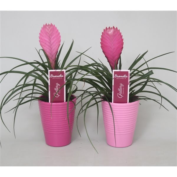 <h4>Tillandsia cyanea 'Anita' in lila en roze ribbel keramiek</h4>