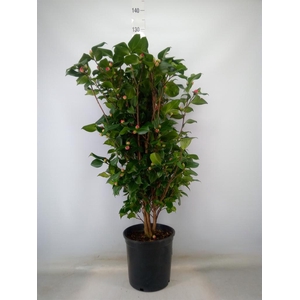 Camellia williamsii 'Jurys Yellow'