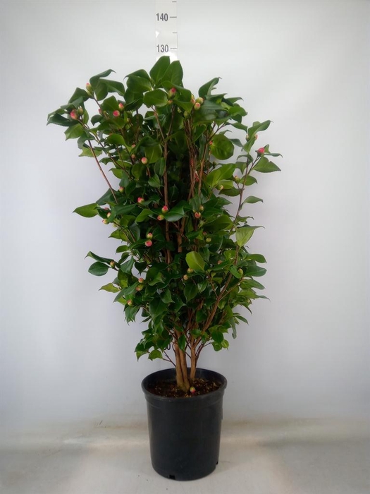 <h4>Camellia williamsii 'Jurys Yellow'</h4>