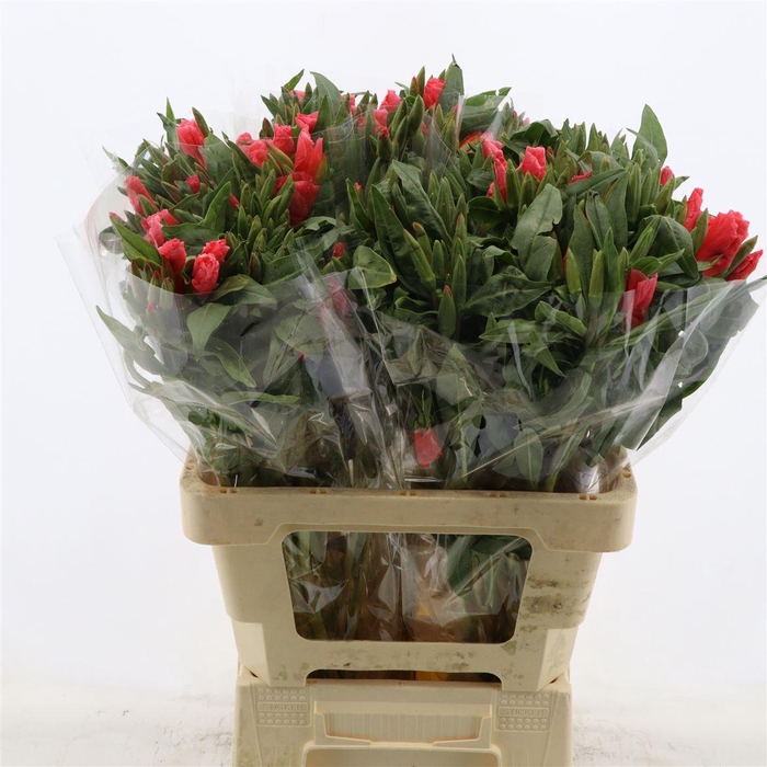 <h4>Clarkia Grace Salmon</h4>