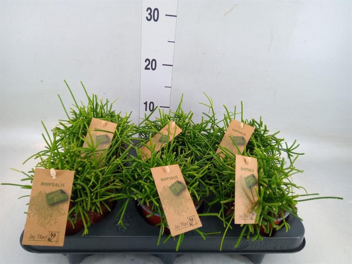 <h4>Rhipsalis baccifera 'Oasis'</h4>