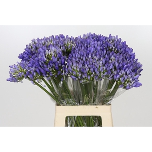 Agapanthus EYFORI Blue