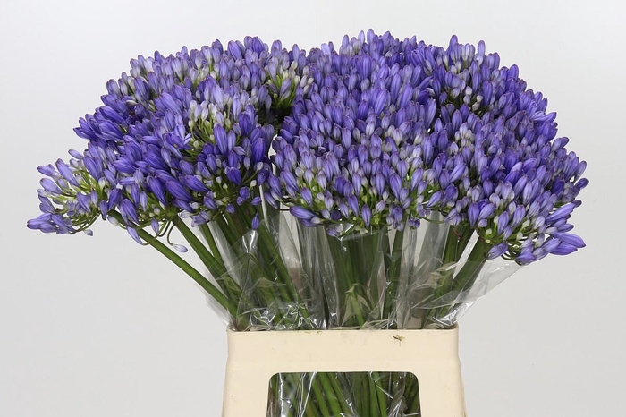 <h4>Agapanthus EYFORI Blue</h4>
