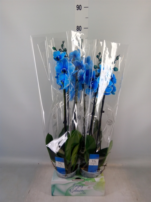 <h4>Phalaenopsis   ...</h4>