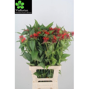 MONARDA RED FOUNTAIN