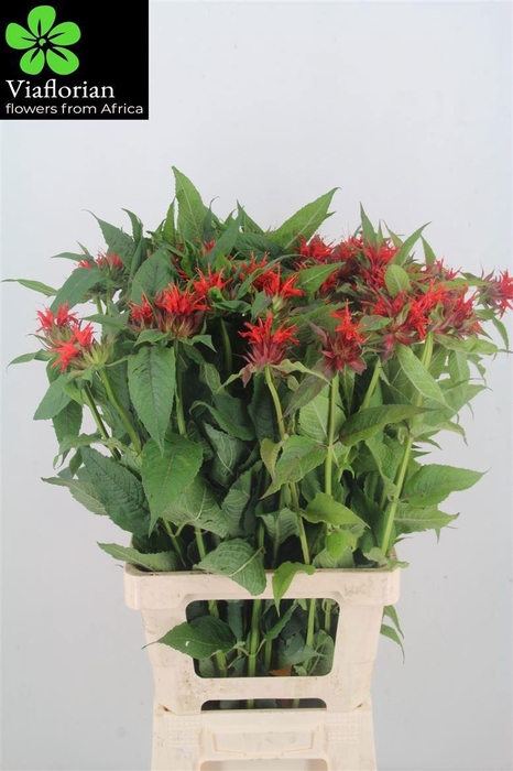 <h4>MONARDA RED FOUNTAIN</h4>