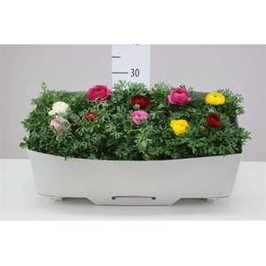 Ranunculus Sprink Gemengd