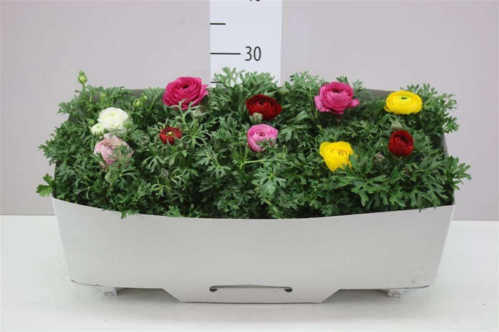 <h4>Ranunculus Sprink Gemengd</h4>