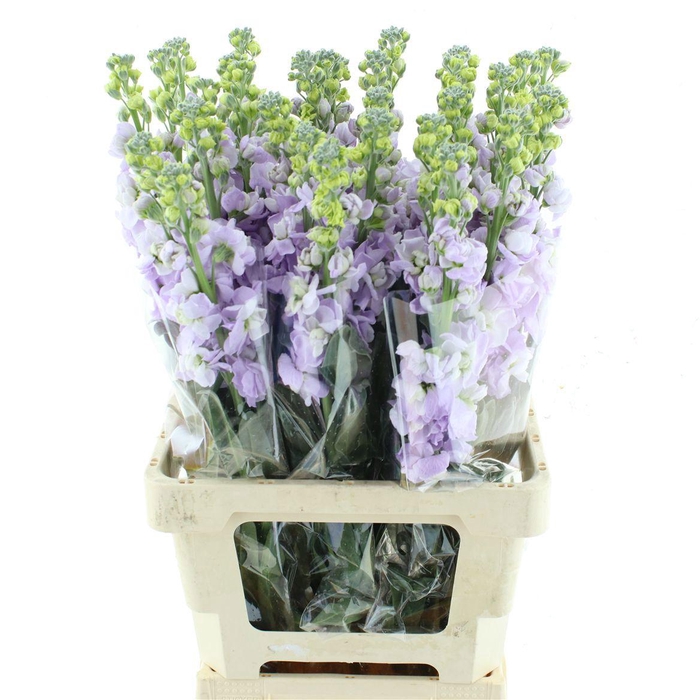 <h4>MATTH IRON MARINE</h4>