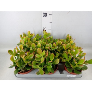 Crassula ovata 'Sunset'