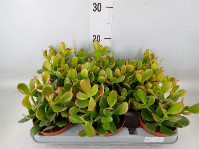 <h4>Crassula ovata 'Sunset'</h4>