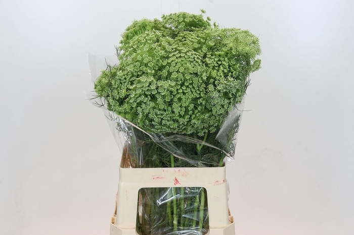 <h4>Ammi Visnaga</h4>