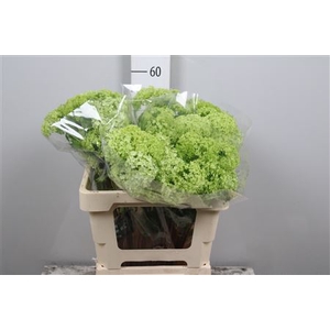 Viburnum Roseum St 4 Bal